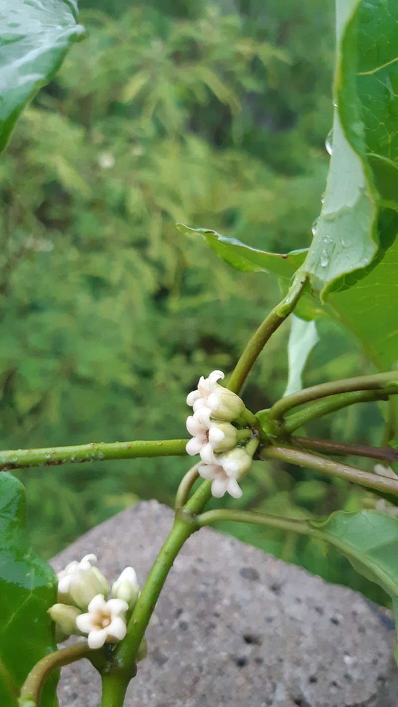 Ruehssia tholiformis photo 2