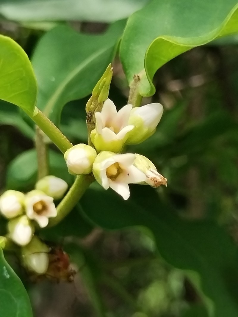 Ruehssia tholiformis photo 5