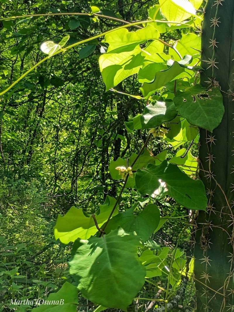 Ruehssia tholiformis photo 6