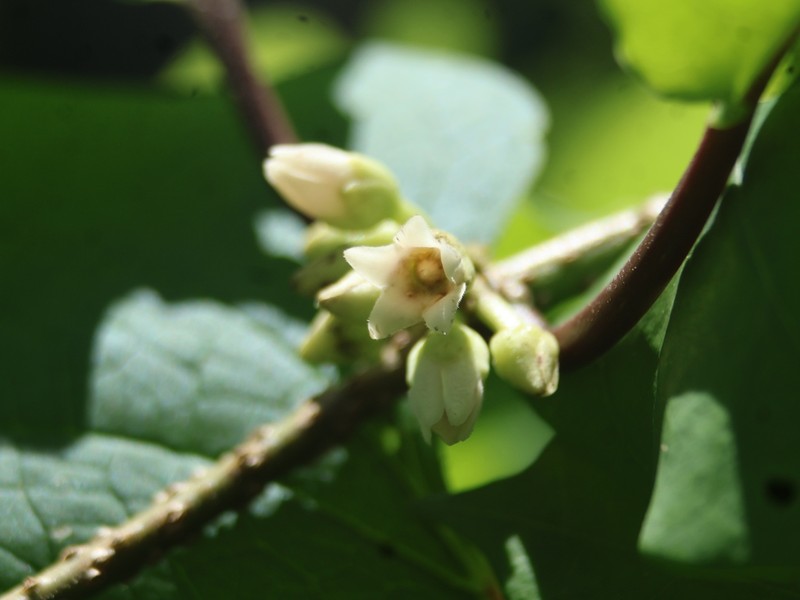 Ruehssia tholiformis photo 7
