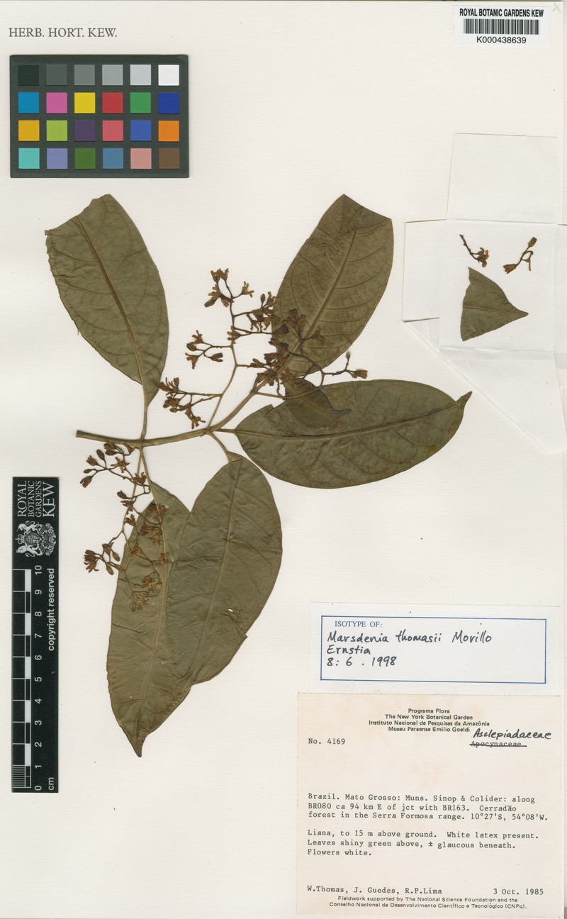 Ruehssia thomasii