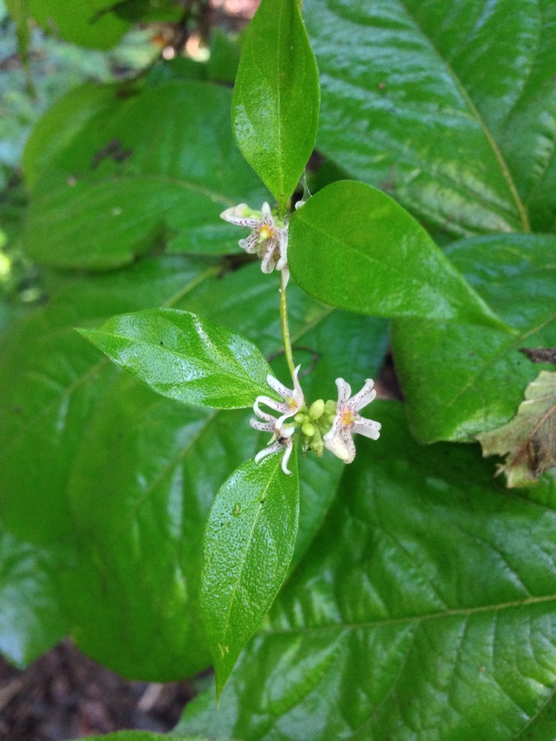 Ruehssia trivirgulata