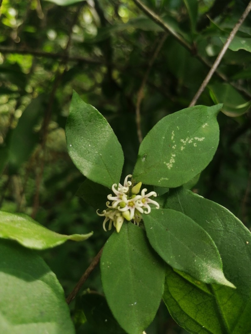 Ruehssia trivirgulata photo 2