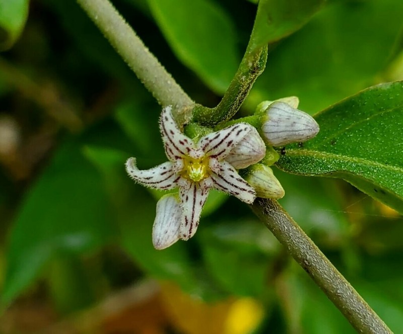 Ruehssia trivirgulata photo 4