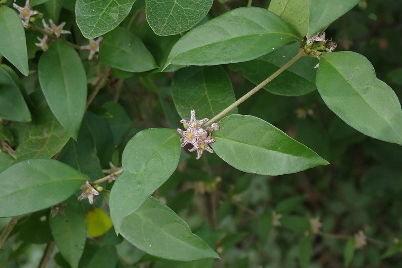 Ruehssia trivirgulata photo 5