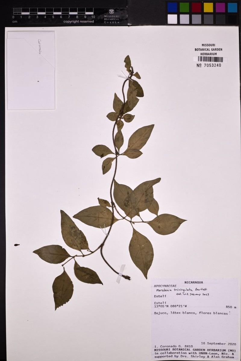 Ruehssia trivirgulata photo 6