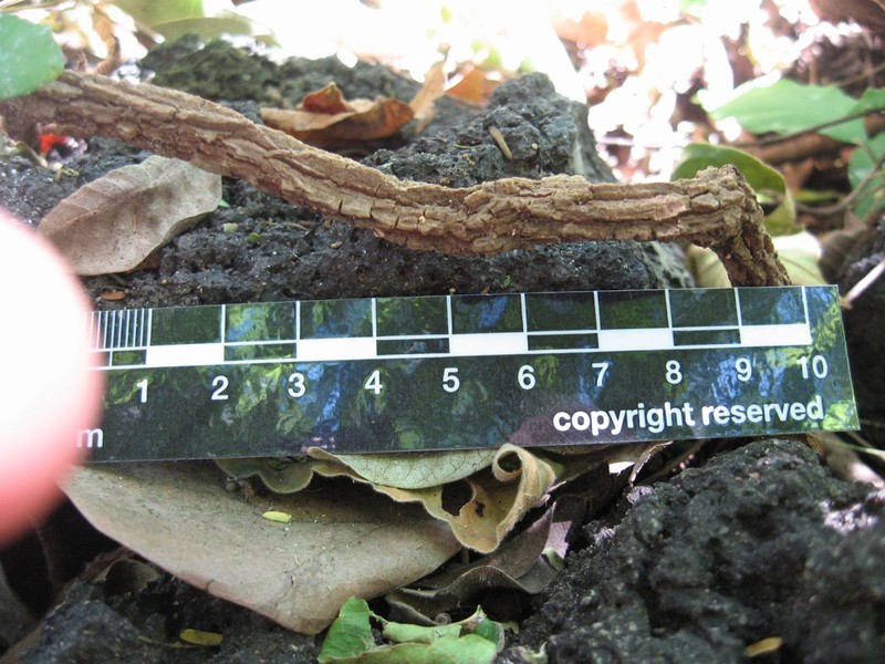 Ruehssia trivirgulata photo 8