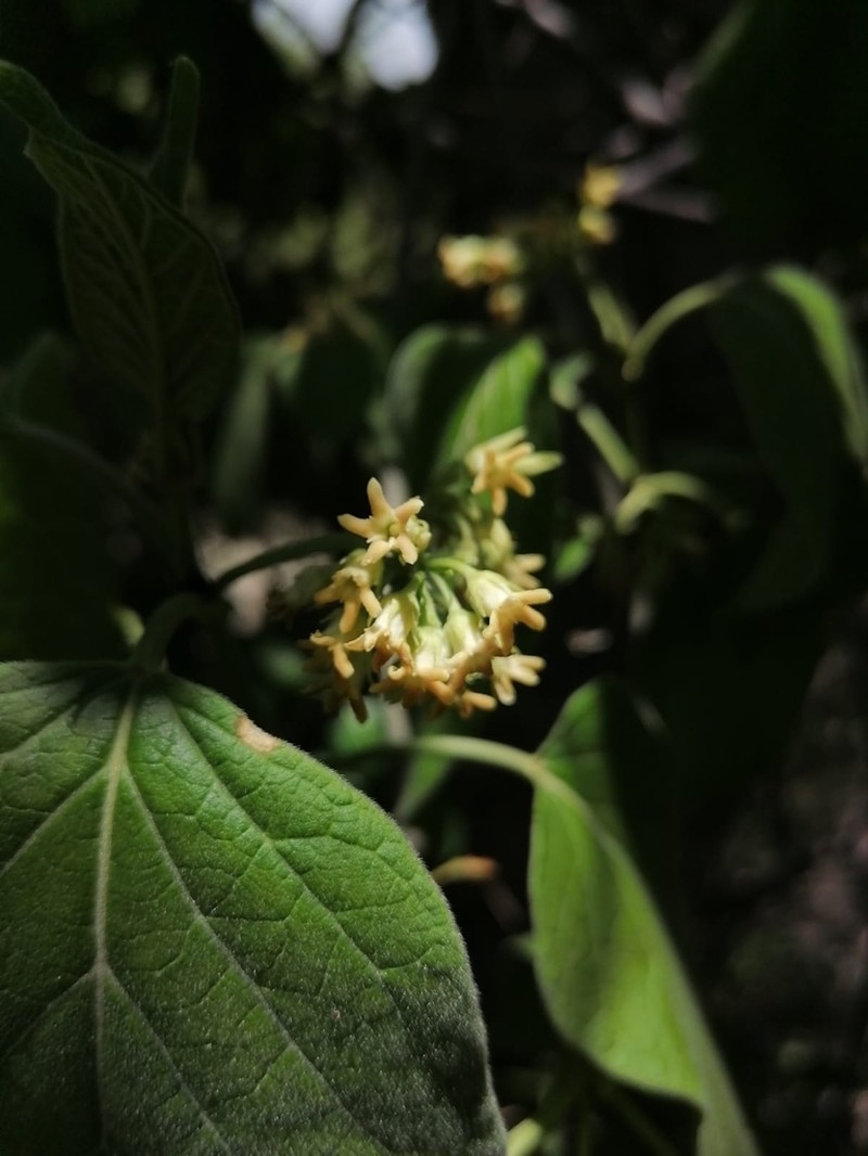 Ruehssia tubularis