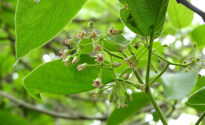 Ruehssia tubularis photo 2
