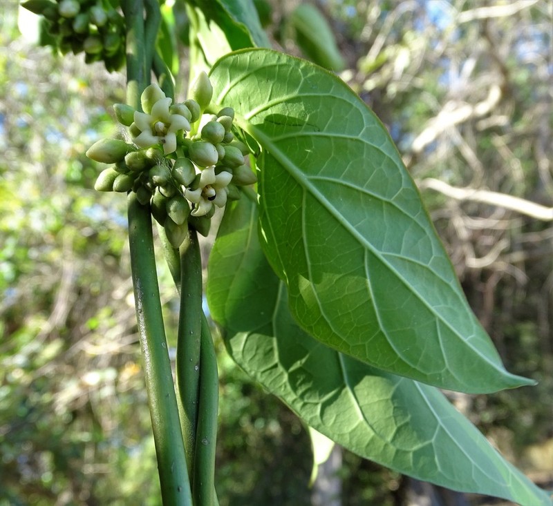 Ruehssia veronicae