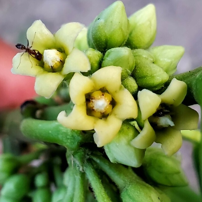 Ruehssia veronicae photo 2