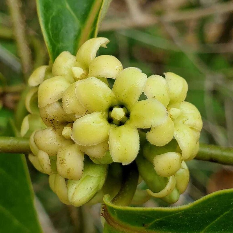 Ruehssia veronicae photo 3