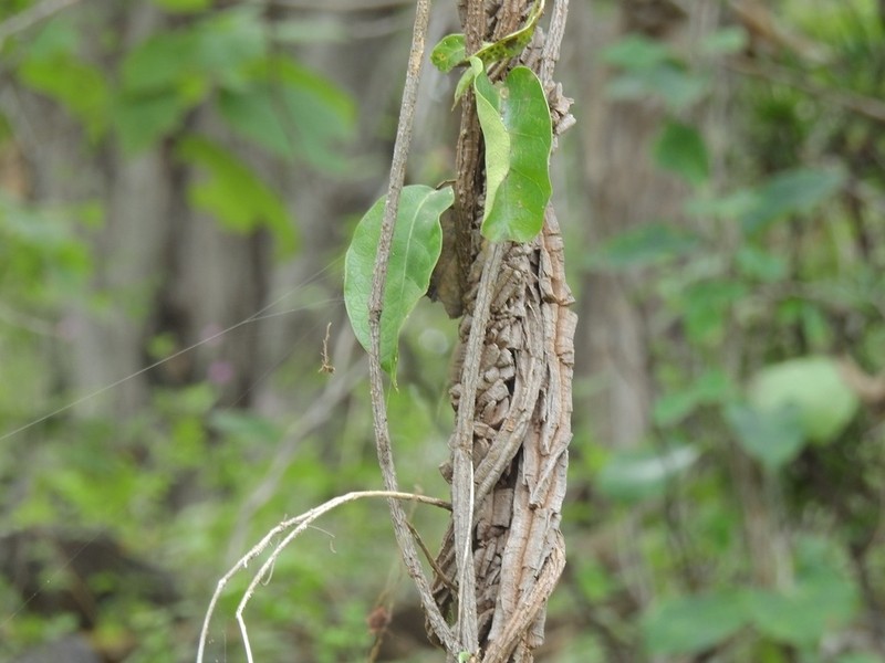 Ruehssia zimapanica
