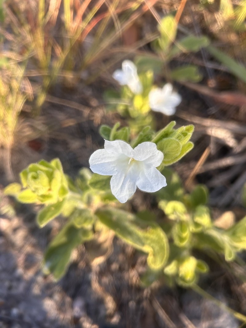 Ruellia altoparadisiensis