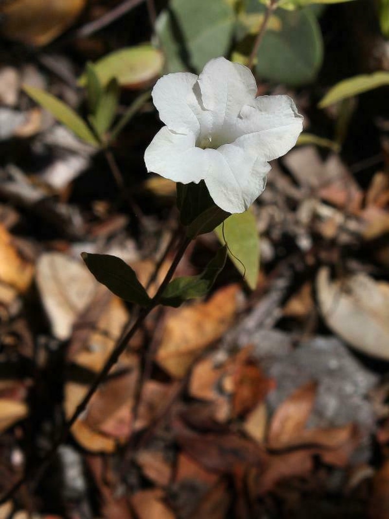 Ruellia altoparadisiensis photo 2
