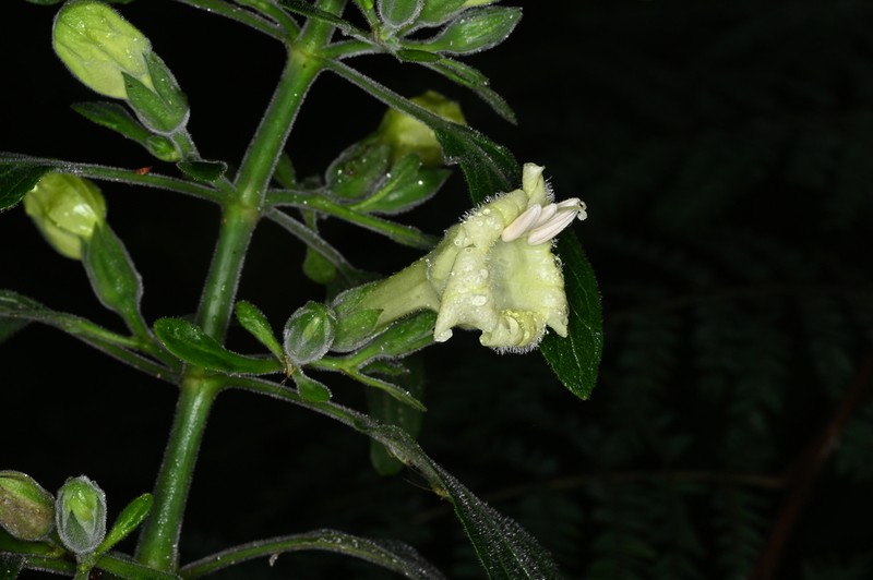 Ruellia anamariae photo 3