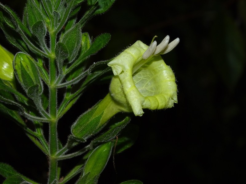 Ruellia anamariae photo 4