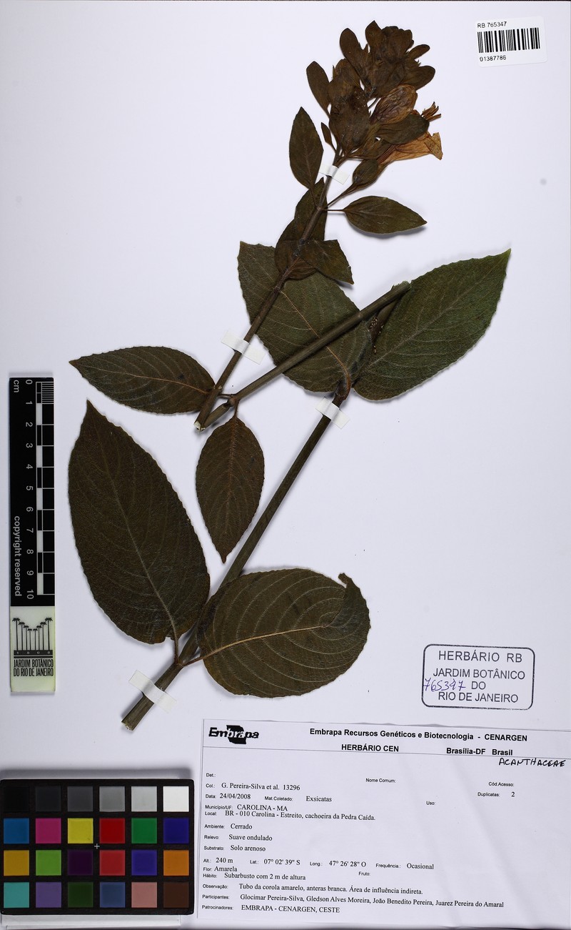 Ruellia anamariae photo 6