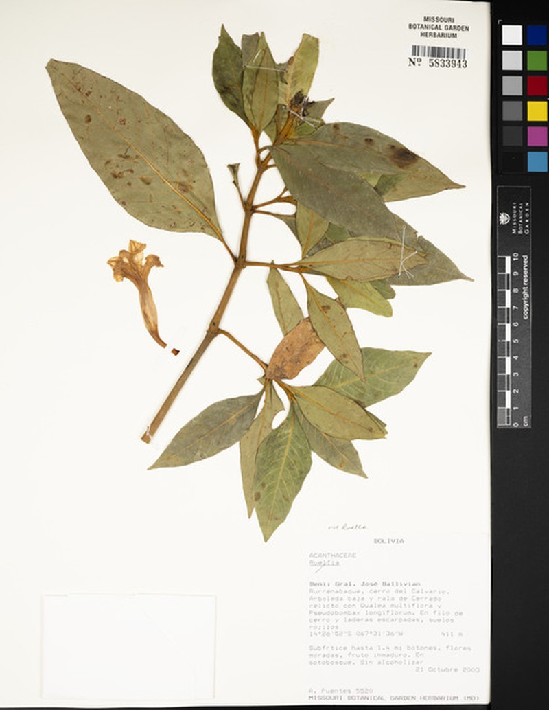 Ruellia beniana