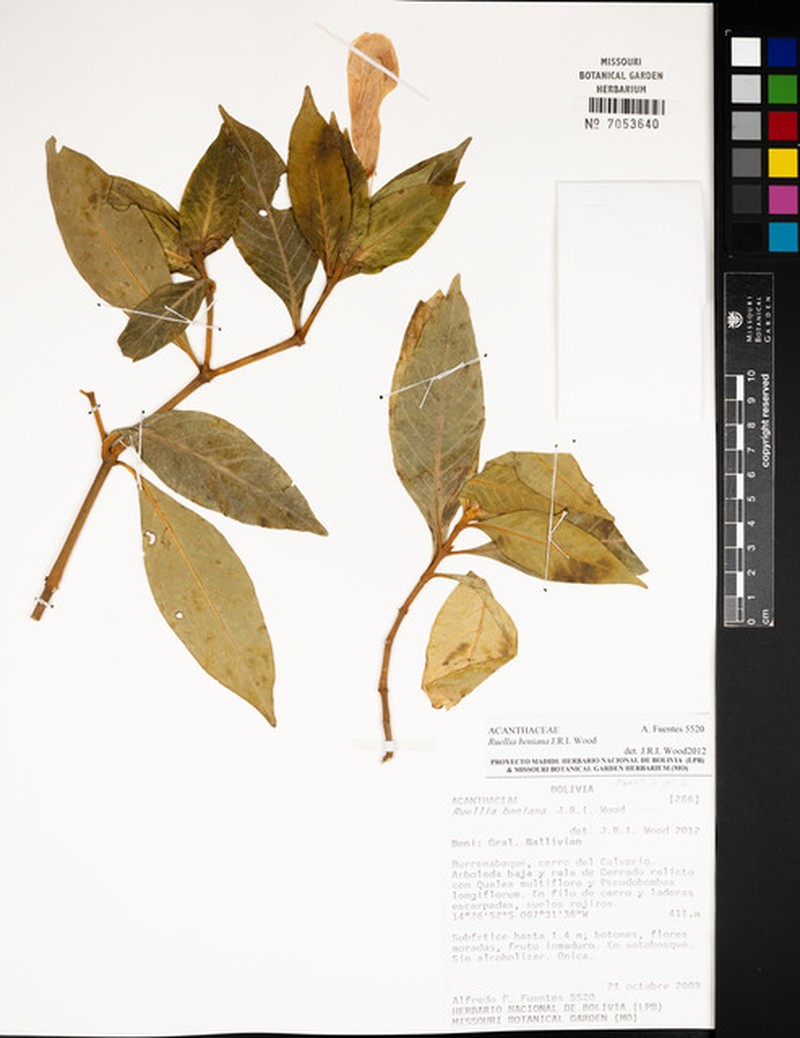 Ruellia beniana photo 2