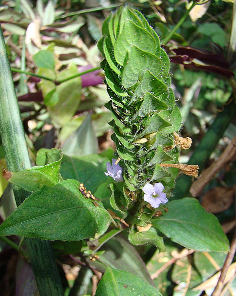 Browne's Blechum photo 5