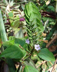 Browne's Blechum