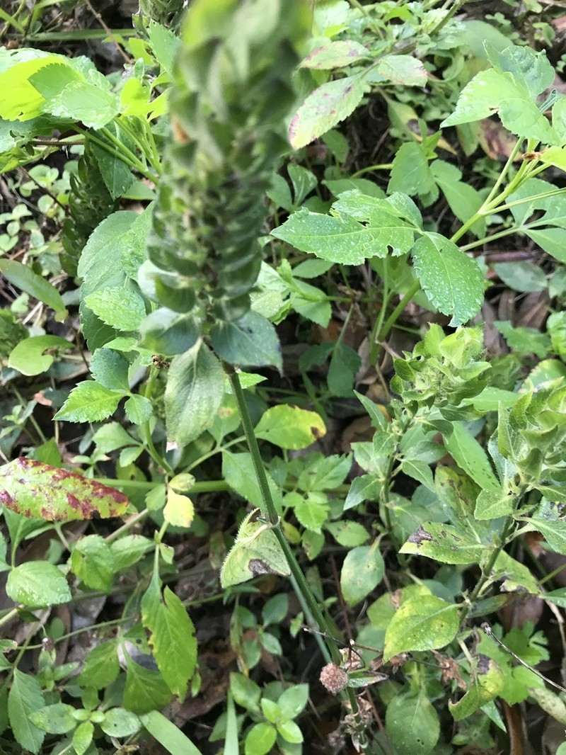 Browne's Blechum photo 3