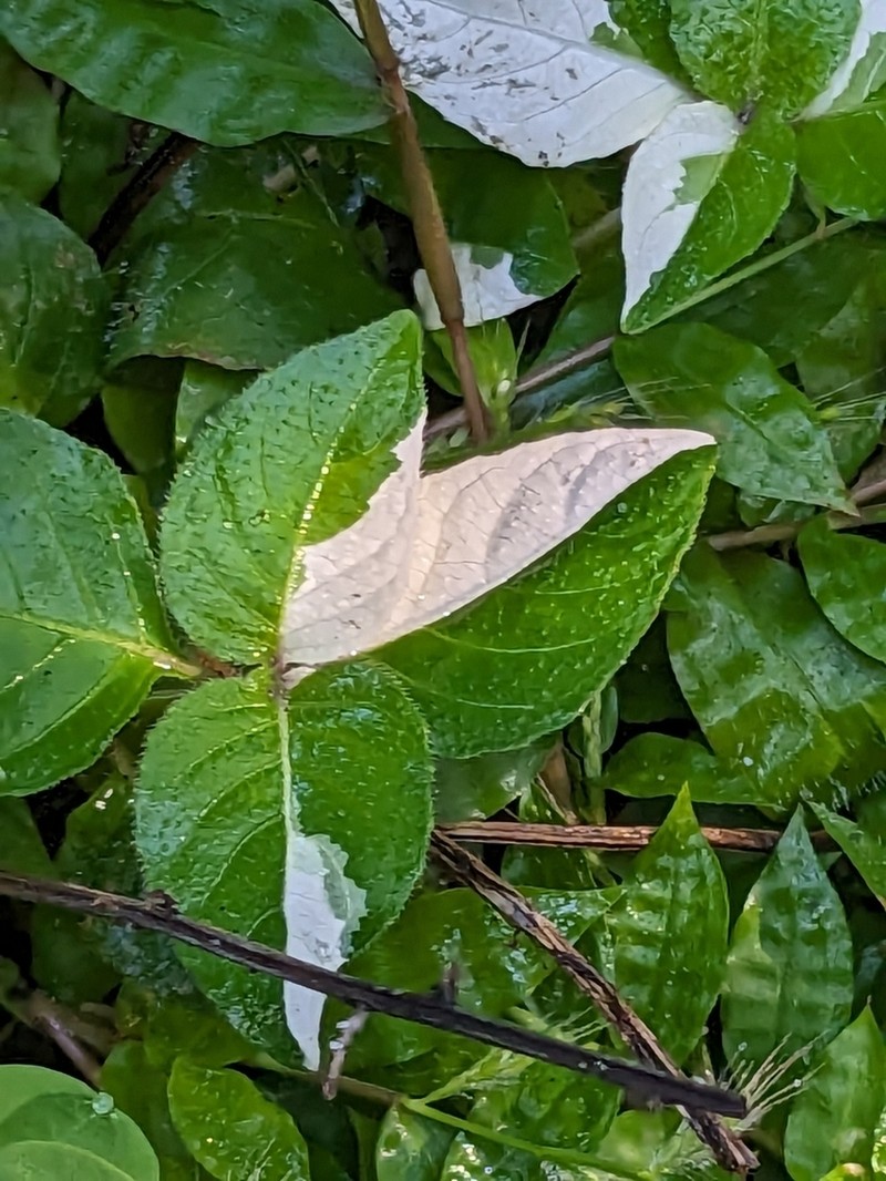 Browne's Blechum photo 6