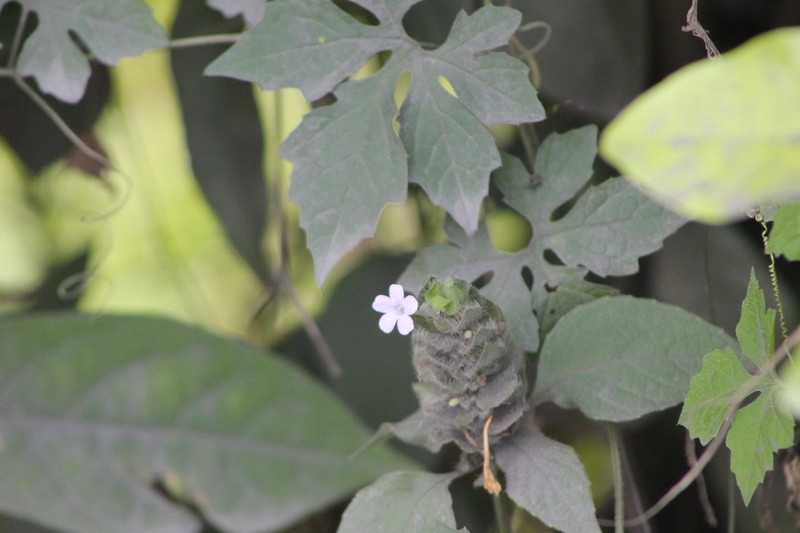 Browne's Blechum photo 9