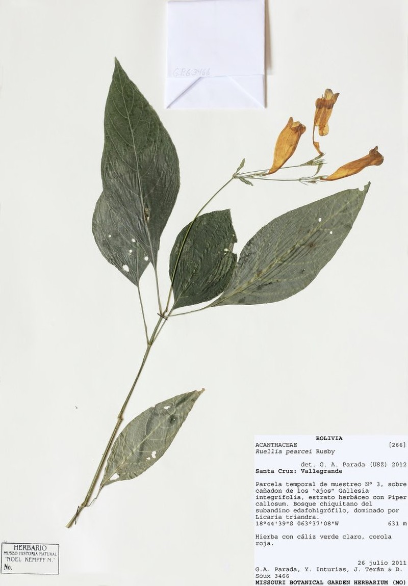 Ruellia boliviana