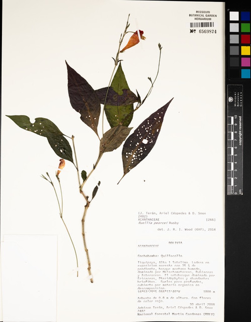 Ruellia boliviana photo 3