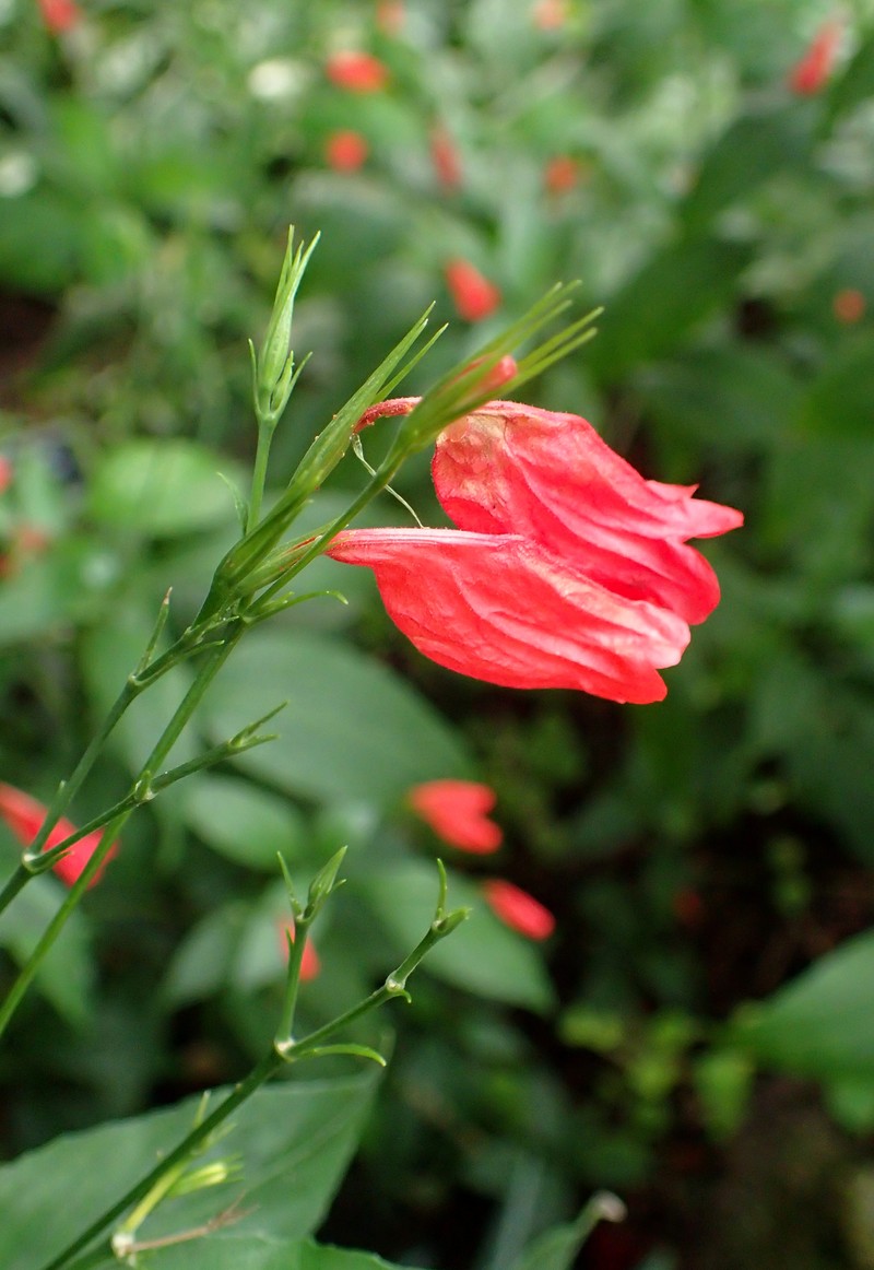 Tropical Wild Petunia photo 3