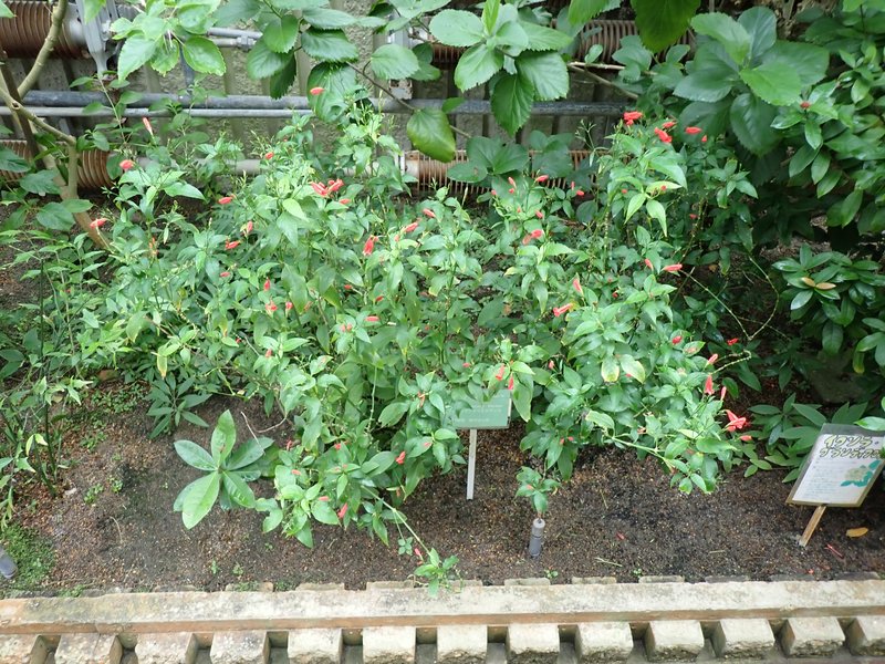 Tropical Wild Petunia photo 4