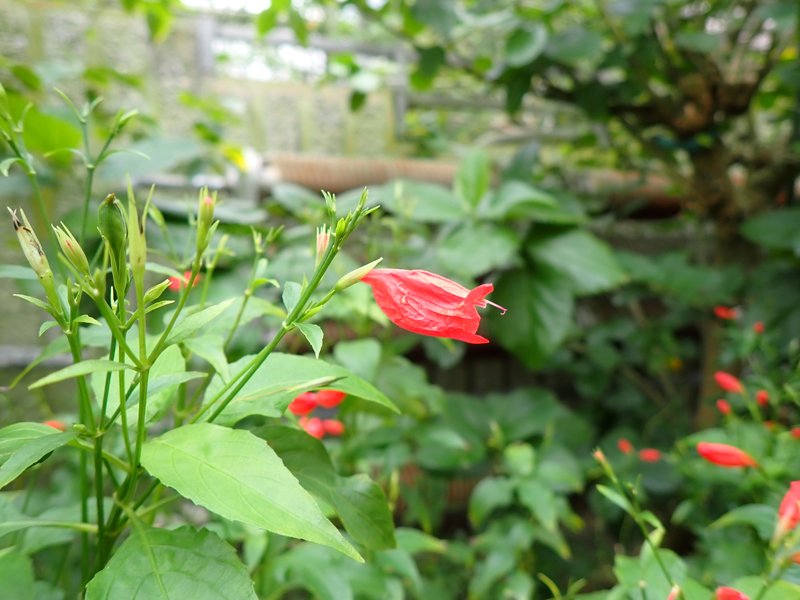 Tropical Wild Petunia photo 5
