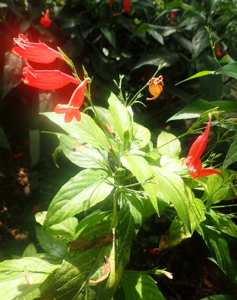 Tropical Wild Petunia photo 6