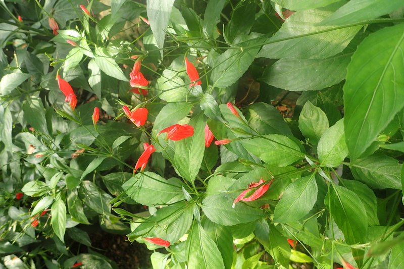 Tropical Wild Petunia photo 7