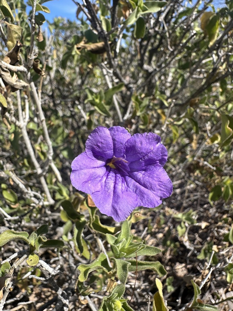 Ruellia californica subsp. californica