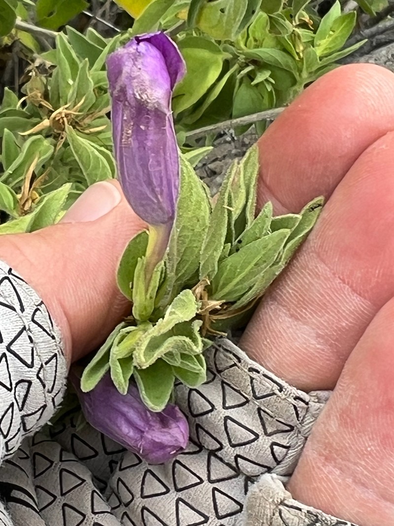 Ruellia californica subsp. californica photo 2
