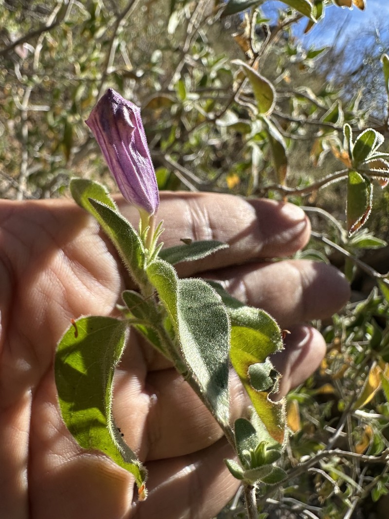 Ruellia californica subsp. californica photo 3