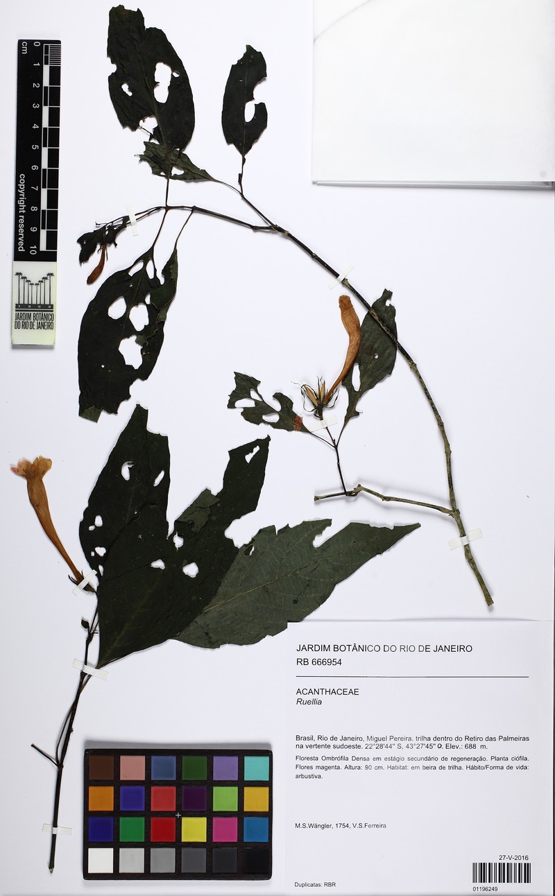 Ruellia capotyra photo 2