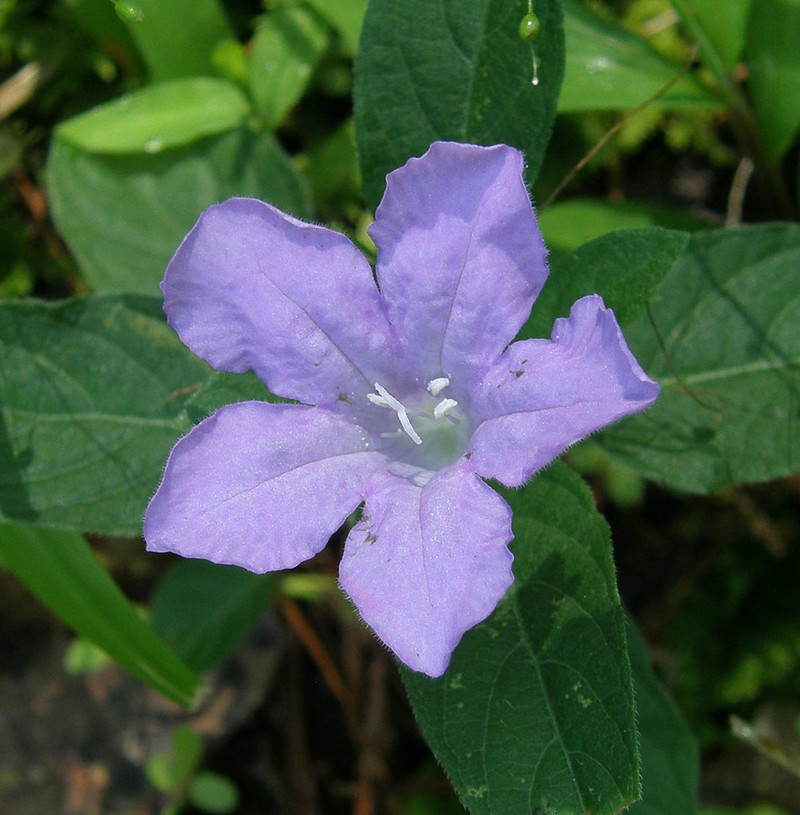 Carolina Wild Petunia