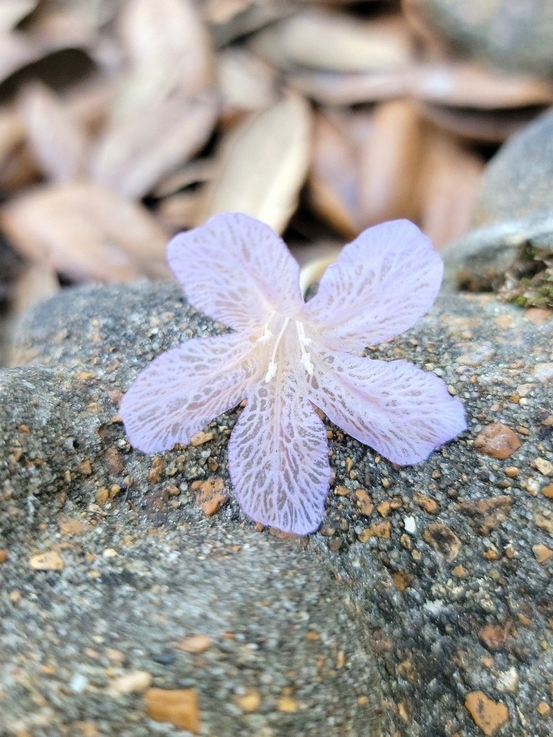 Carolina Wild Petunia photo 2