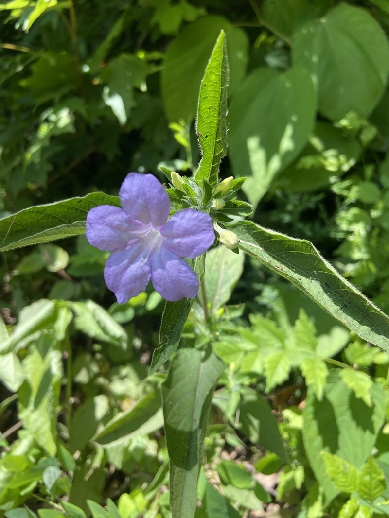 Carolina Wild Petunia photo 3