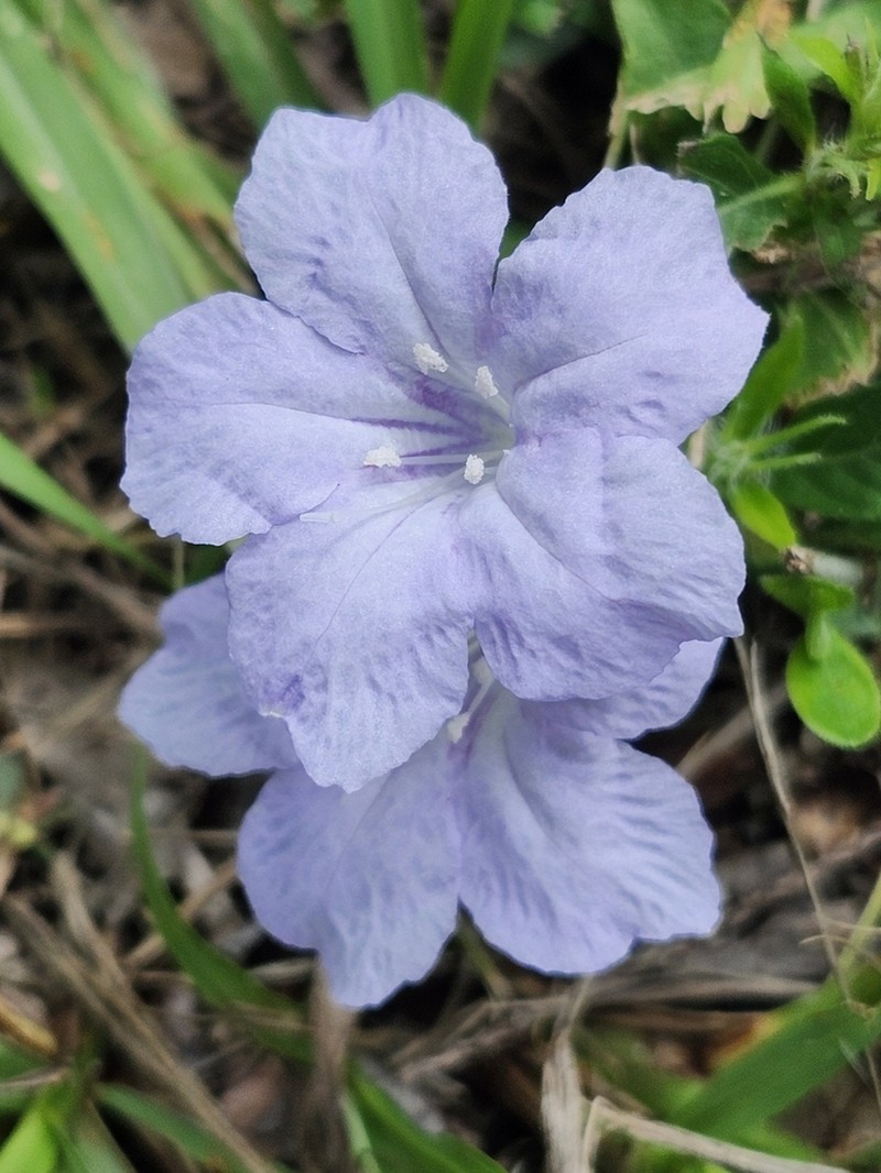 Carolina Wild Petunia photo 4