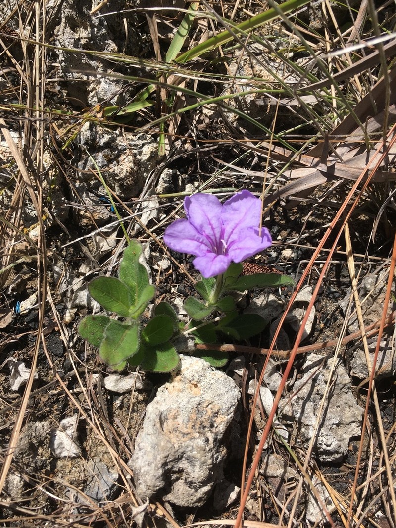 Carolina Wild Petunia photo 5