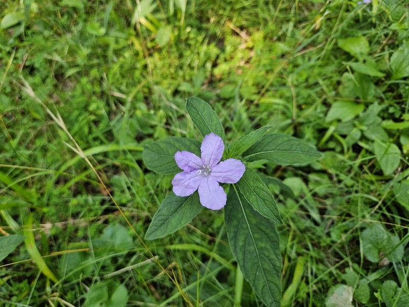 Carolina Wild Petunia photo 6