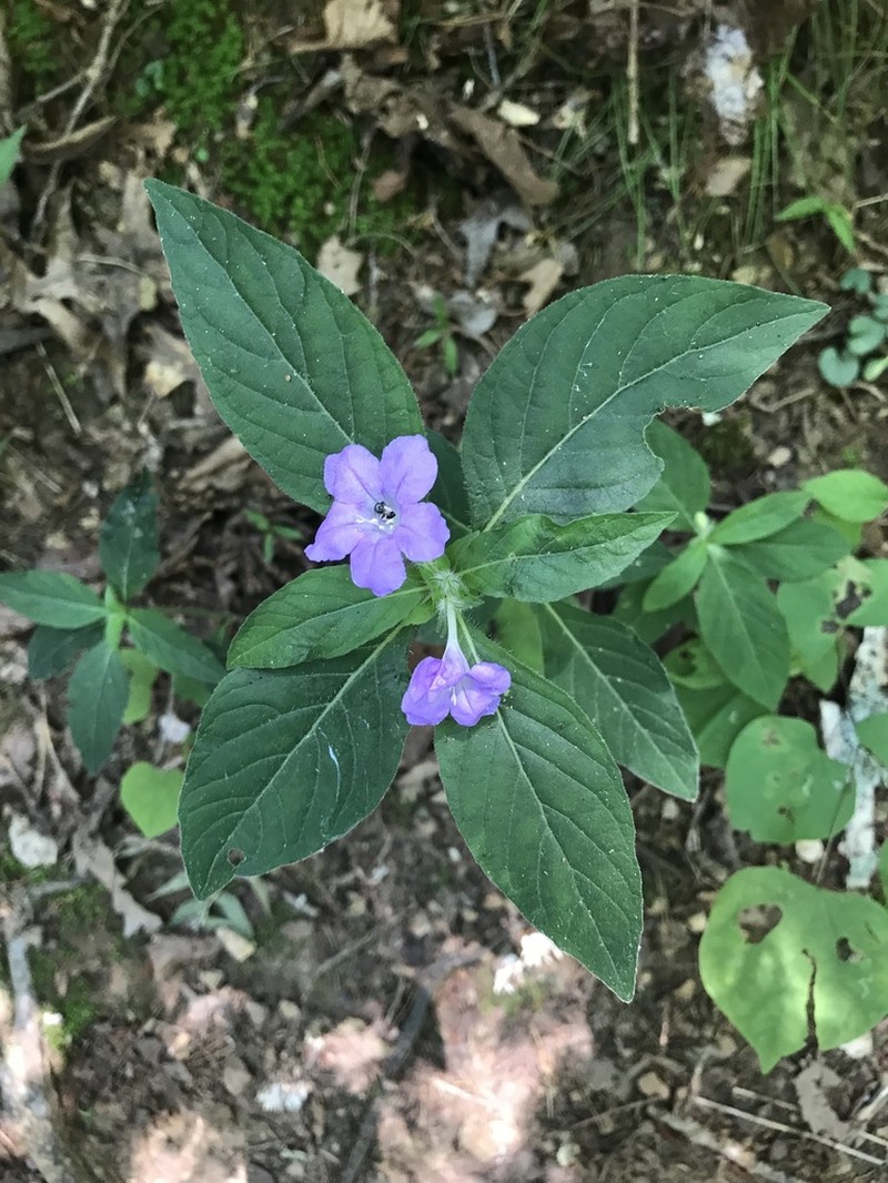 Carolina Wild Petunia photo 8