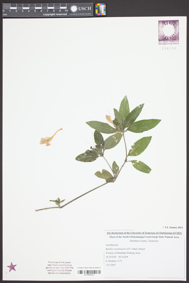 Ruellia caroliniensis subsp. caroliniensis