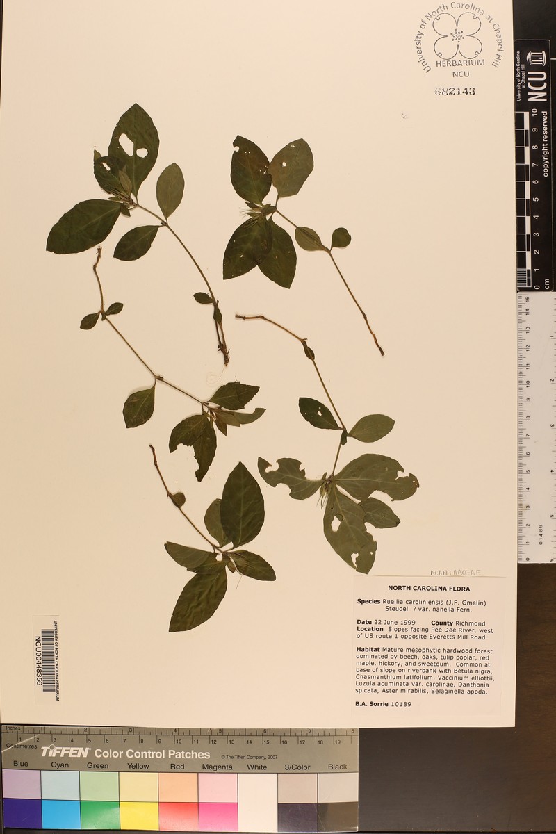 Ruellia caroliniensis subsp. caroliniensis photo 2