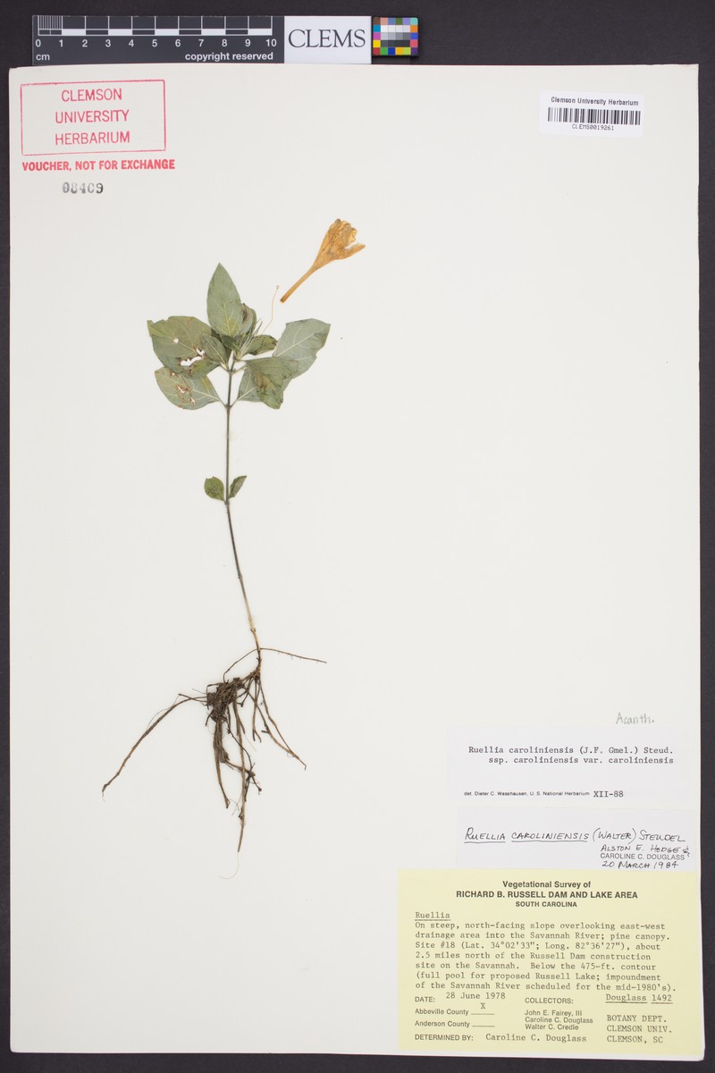 Ruellia caroliniensis subsp. caroliniensis photo 3